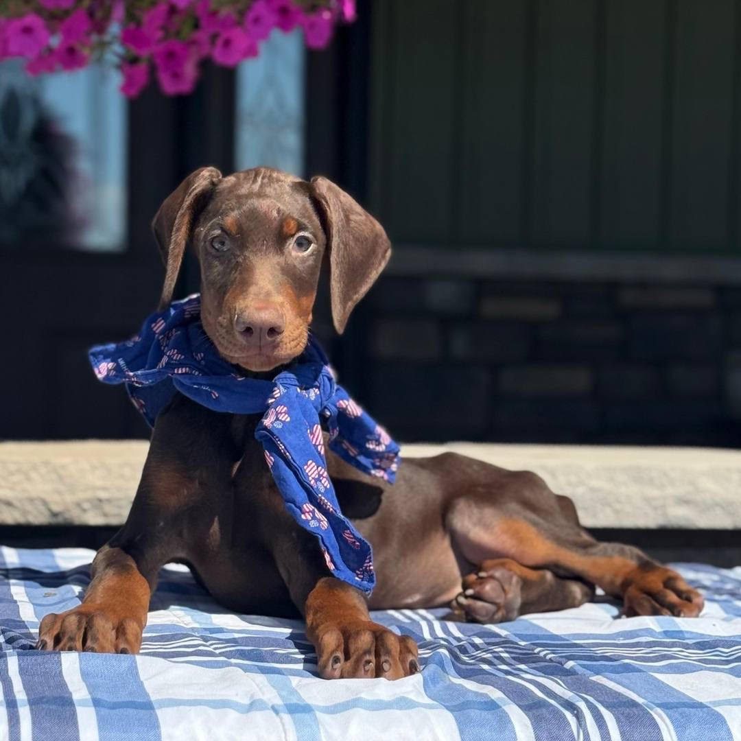 Ruger male Dobermann